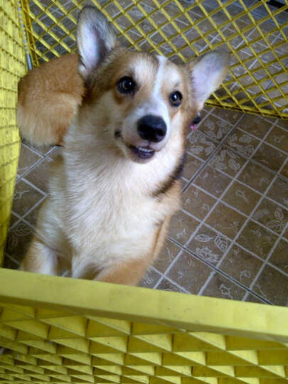 Terjual Jual Cepat Anjing Jenis Corgi 2 Ekor Umur 1 Tahun Kaskus