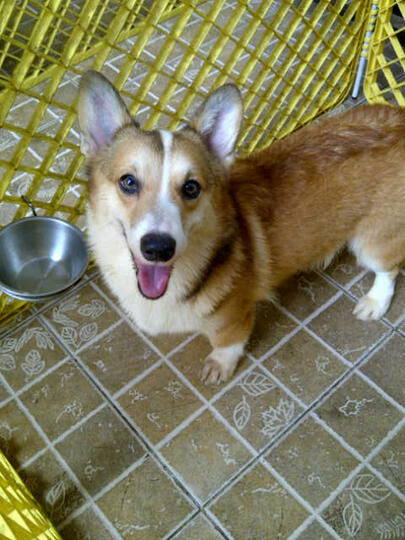Terjual Jual Cepat Anjing Jenis Corgi 2 Ekor Umur 1 Tahun Kaskus