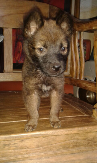 Jenis Jenis Anjing Dan Karakternya Yang Perlu Kita Ketahui Kaskus