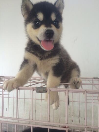 8 newborn siberian husky FOR SALE!! Super cute!!!
