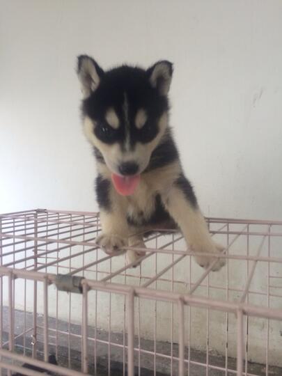 8 newborn siberian husky FOR SALE!! Super cute!!!