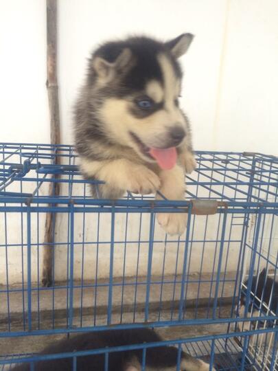 8 newborn siberian husky FOR SALE!! Super cute!!!