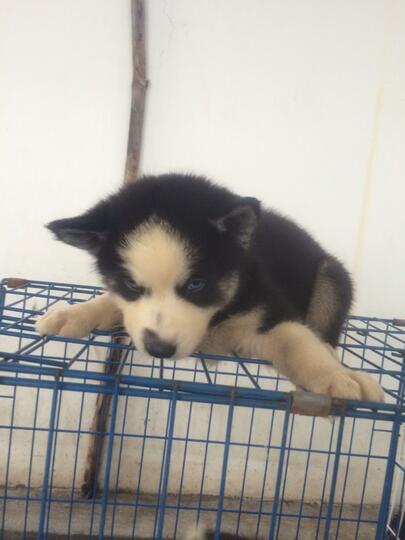 8 newborn siberian husky FOR SALE!! Super cute!!!