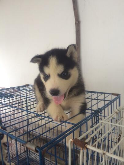 8 newborn siberian husky FOR SALE!! Super cute!!!