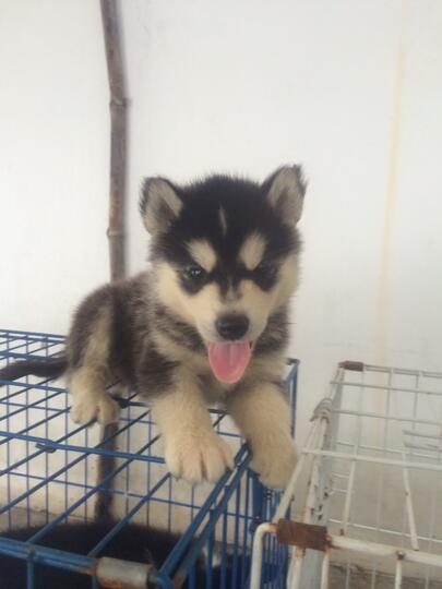 8 newborn siberian husky FOR SALE!! Super cute!!!