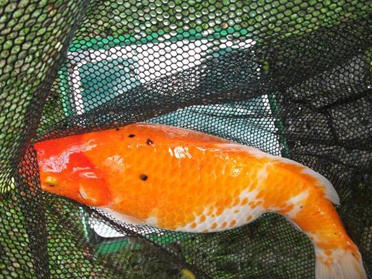 Pecinta Ikan Komet Masuk Sini Page 273 Kaskus