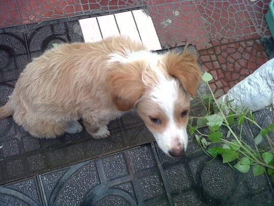 Terjual Anjing Hias Lucu Malang Kaskus