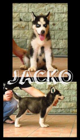 Jual anjing pitbull , golden , shitzu, husky, minipom , di Balikpapan Murmer..