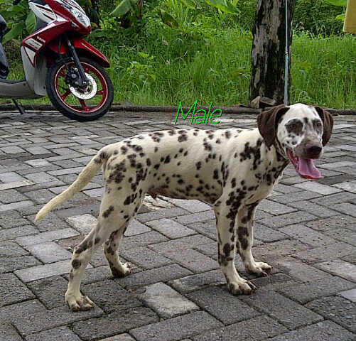 Jual anjing pitbull , golden , shitzu, husky, minipom , di Balikpapan Murmer..