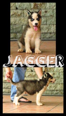 Jual anjing pitbull , golden , shitzu, husky, minipom , di Balikpapan Murmer..