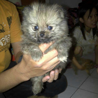 Jual anjing pitbull , golden , shitzu, husky, minipom , di Balikpapan Murmer..