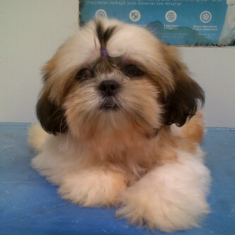 Jual anjing pitbull , golden , shitzu, husky, minipom , di Balikpapan Murmer..