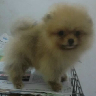 Jual anjing pitbull , golden , shitzu, husky, minipom , di Balikpapan Murmer..