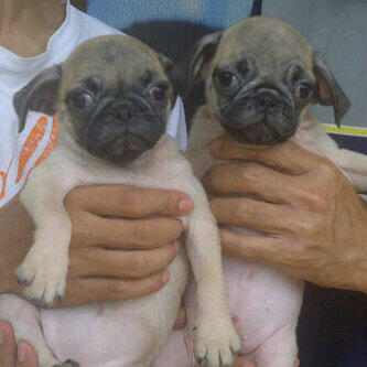 Jual anjing pitbull , golden , shitzu, husky, minipom , di Balikpapan Murmer..