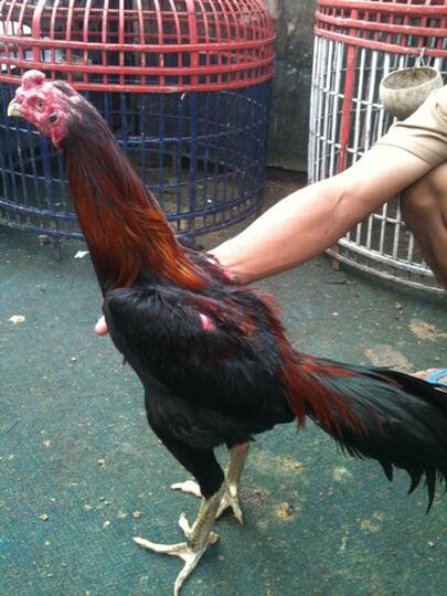 Terjual Ayam Bangkok Kualitas Super Jakarta Timur