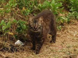 kisah burung pipit kerbau dan kucing  KASKUS