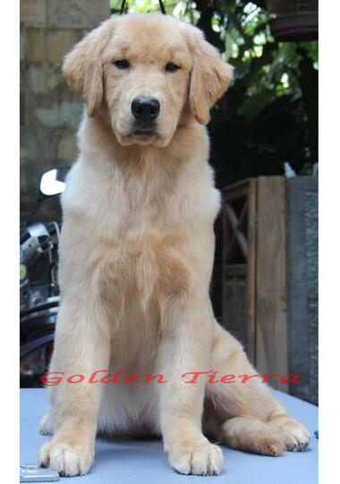 champion golden retriever