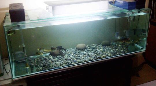 Terjual Jual Aquarium 150x50x50cm Dan Ikan Predator Kaskus