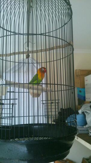 Terjual Dijual Burung Blackthroat Dan Lovebird Kacamata Gacor Kaskus