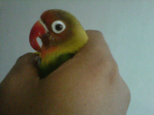 Lovebird Berdada Nyilet ? Inilah Penyebab Dan Cara Mengatasinya lovebird lovers | KASKUS