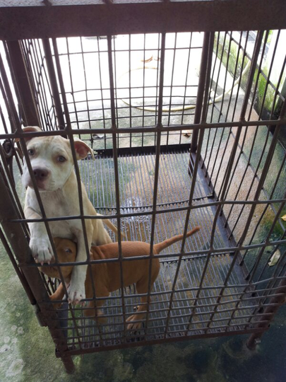 pitbull for sale pontianak only