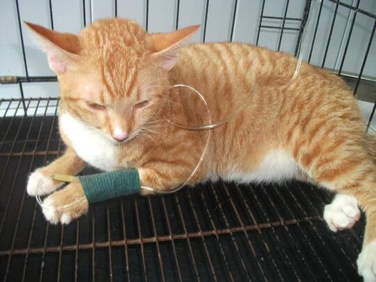 Penyakit Anjing Dan Kucing Di Musim Hujan