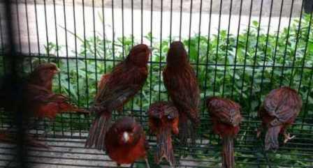 Terjual Kenari Blackred Belgia Besar2 Dan Gacor Dan Betina Siap