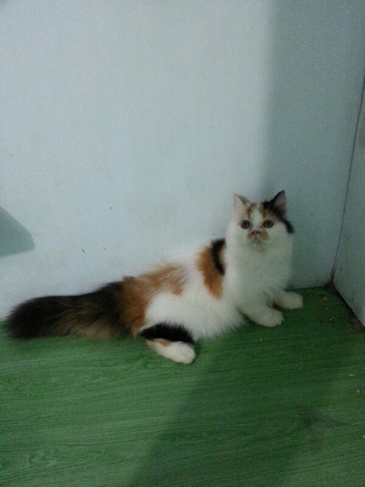 Terjual Kucing Calico Betina 3bulanan Kaskus