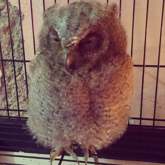 for sale celepuk chick dan induknya