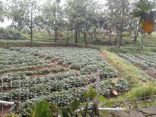 Villa & Tanah (Sertifikat) Lokasi Strategi ReFreshing