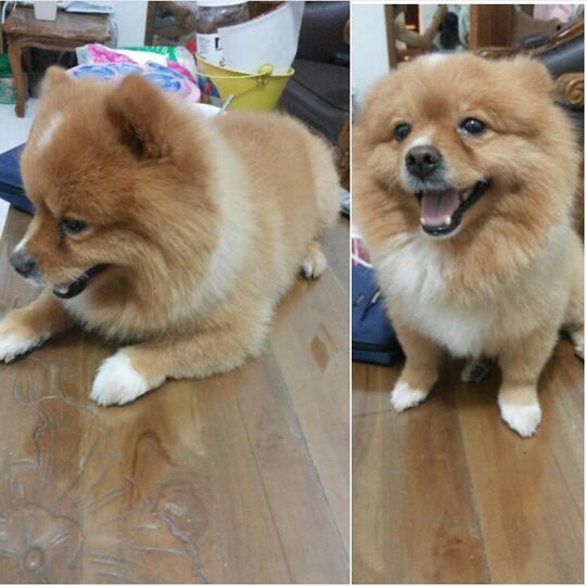 Terjual Anjing Hilang Kaskus