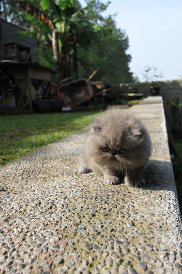 kitten persia pignose (Bandung)