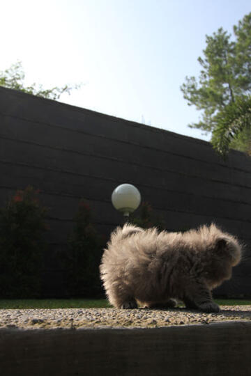 kitten persia pignose (Bandung)