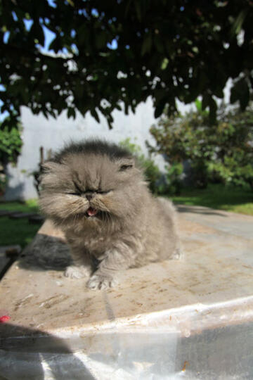 kitten persia pignose (Bandung)