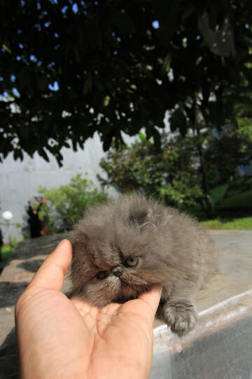 kitten persia pignose (Bandung)