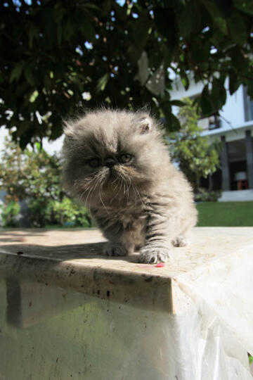kitten persia pignose (Bandung)