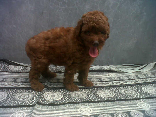 14+ Jenis anjing red toy poodle release