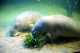 Dugong Mamalia Laut Yang Terancam Punah Kaskus