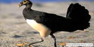 8500 Gambar Hewan Burung Maleo Gratis