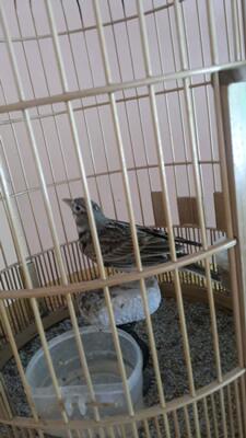 Terjual Burung Branjangan Pakling Pailing Import Rrc Irak Kaskus