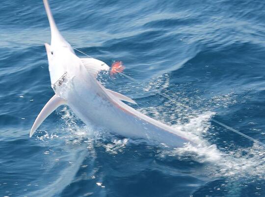 Gambar Ikan Marlin Putih  Gambar Ikan  HD