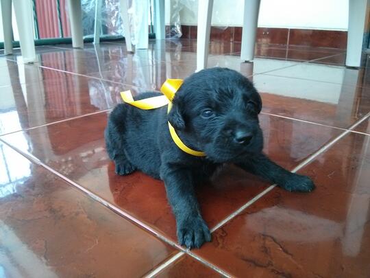 Terjual Dijual Anak Anjing Labrador Kaskus