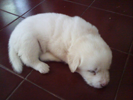 dijual anak anjing (non ras) alias campuran.