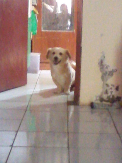 dijual anak anjing (non ras) alias campuran.