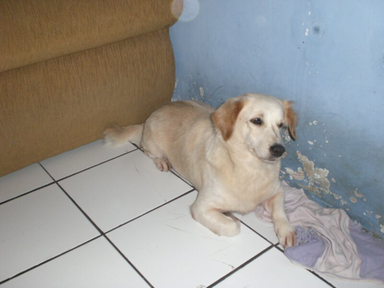 dijual anak anjing (non ras) alias campuran.