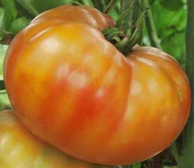 Jual Benih Tomat Impor Murah Meriah Serba Lima Ribu :D