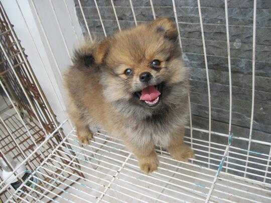 Terjual Anakan Anjing Puppy Mini Pom Jantan Bln Lucu Gak Pake