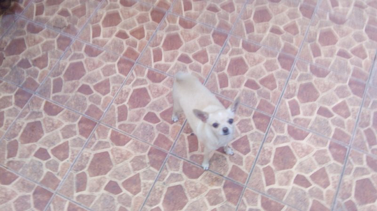 chihuahua betina 500rb ber stb