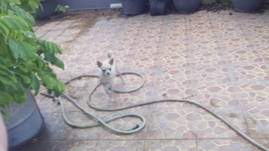 chihuahua betina 500rb ber stb
