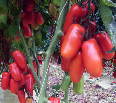 Jual Benih Tomat Impor Murah Meriah Serba Lima Ribu :D